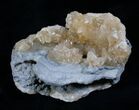 Golden Calcite Filled Fossil Clam - Rucks Pit, Florida #5786-1